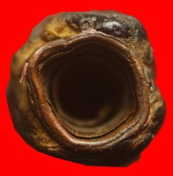 ตะกรุดสาริกาหลวงพ่อคง วัดบางกระพ้อม สมุทรสงคราม