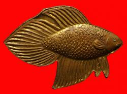 ภาพที่ 2 ปลากัดรุ่นแรกหลวงพ่อน่วม วัดโพธิ์ศรีเจริญ สุพรรณบุรี